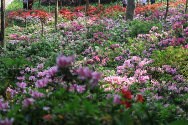 杜鹃花