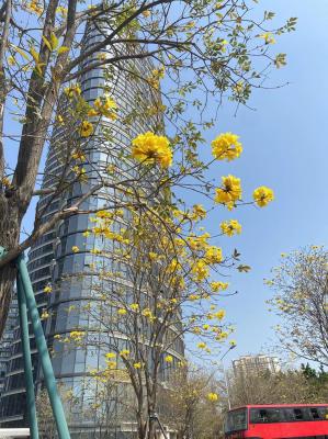 黄花风铃木