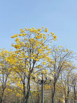 黄花风铃木