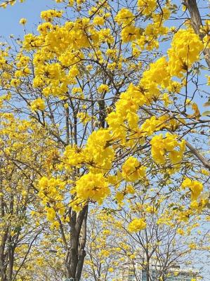 黄花风铃木