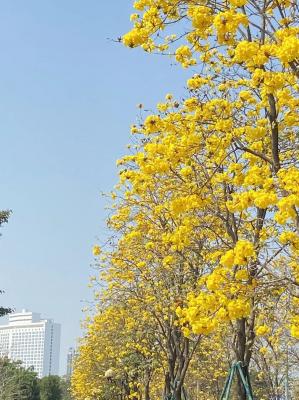 黄花风铃木