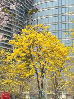 黄花风铃木