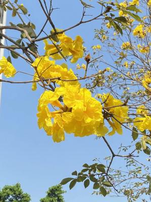 黄花风铃木