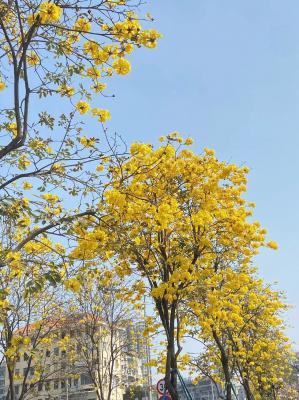 黄花风铃木
