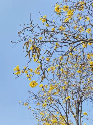黄花风铃木