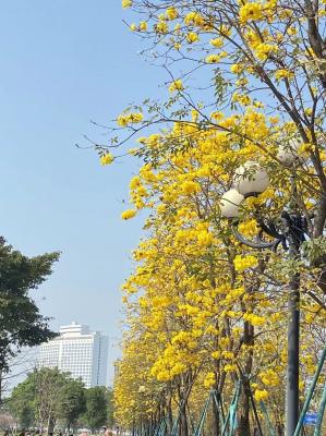黄花风铃木