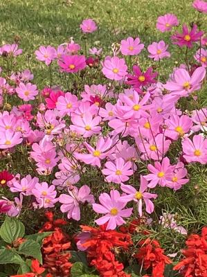 格桑花