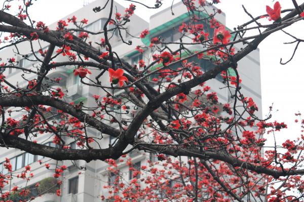 陵园西路木棉花