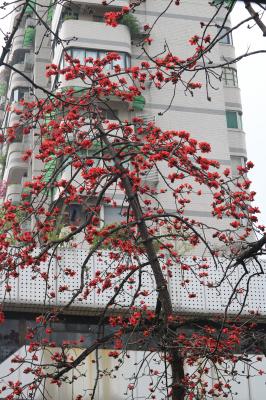 陵园西路木棉花