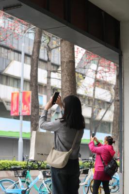 陵园西路木棉花