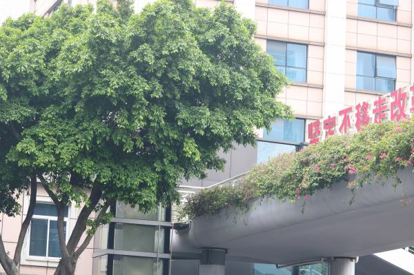 陵园西路木棉花