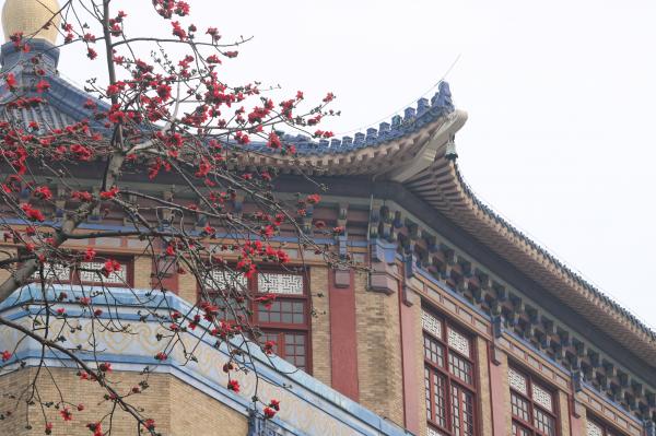 中山纪念堂木棉花
