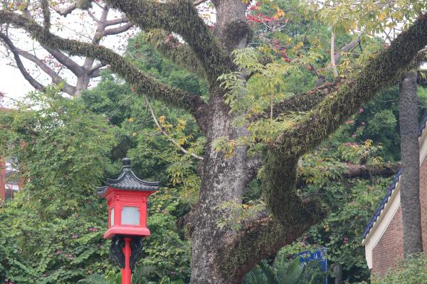 木棉王