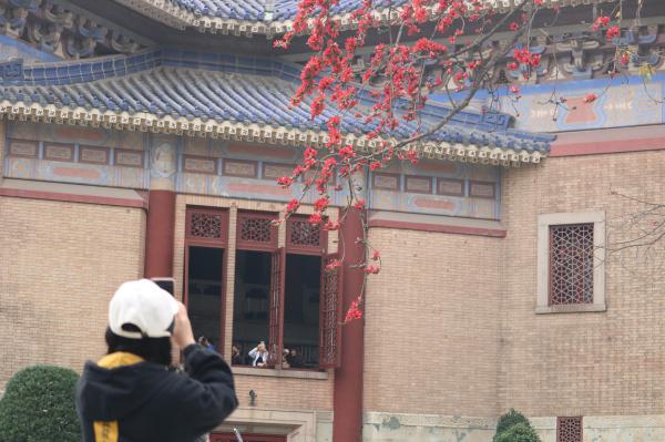 中山纪念堂木棉花