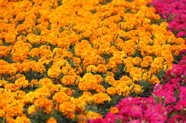 中山纪念堂花丛赏花