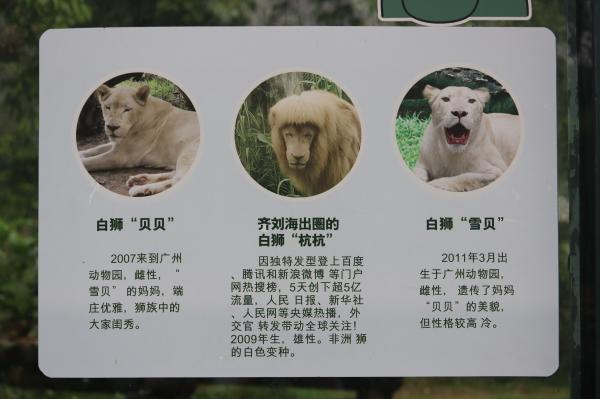 广州动物园-狮子