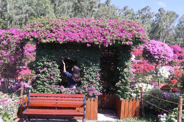 2025深圳簕杜鹃花展