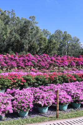 2025深圳簕杜鹃花展