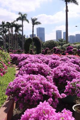 2025深圳簕杜鹃花展