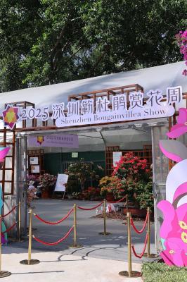 2025深圳簕杜鹃花展