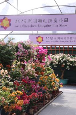 2025深圳簕杜鹃花展