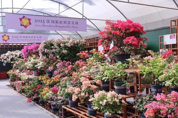 2025深圳簕杜鹃花展