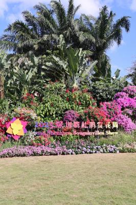 2025深圳簕杜鹃花展