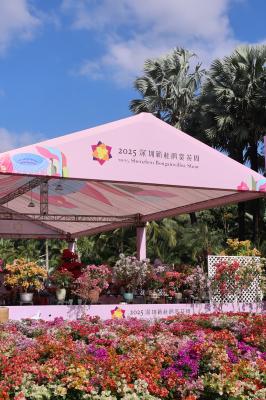 2025深圳簕杜鹃花展