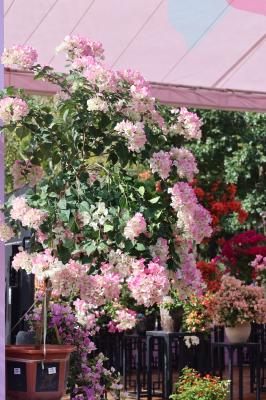 2025深圳簕杜鹃花展