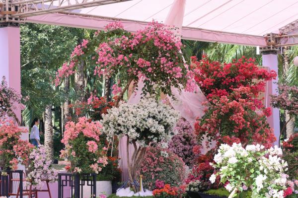 2025深圳簕杜鹃花展