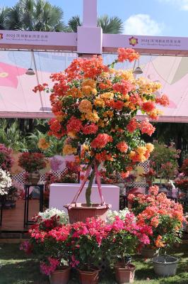 2025深圳簕杜鹃花展