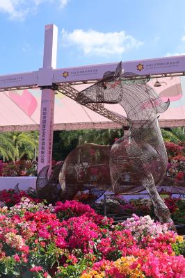 2025深圳簕杜鹃花展