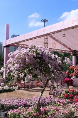 2025深圳簕杜鹃花展