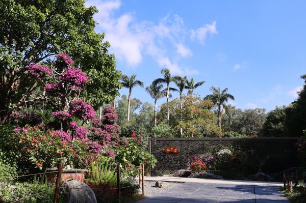 2025深圳簕杜鹃花展