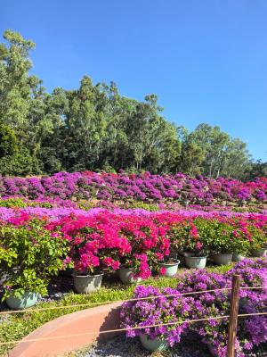 2025深圳簕杜鹃花展