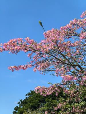 2025深圳簕杜鹃花展