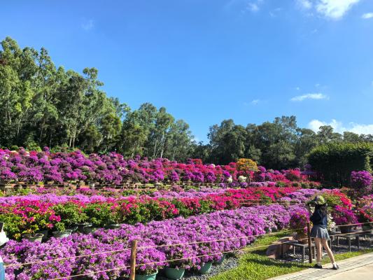 2025深圳簕杜鹃花展