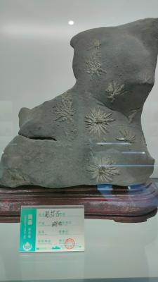 长安大学