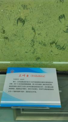 长安大学
