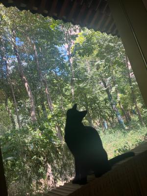 大兴善寺猫咪