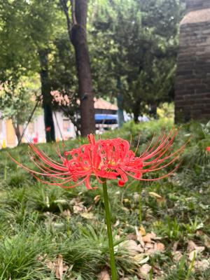 大兴善寺彼岸花