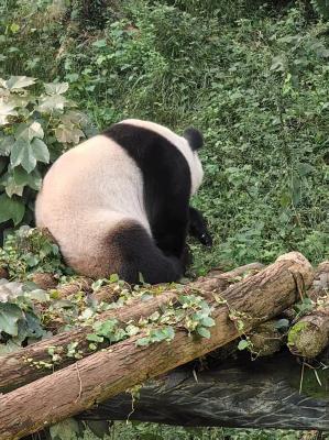 南京红山森林动物园熊猫