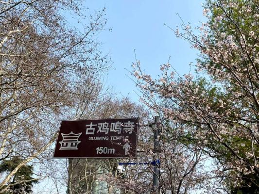 鸡鸣寺樱花