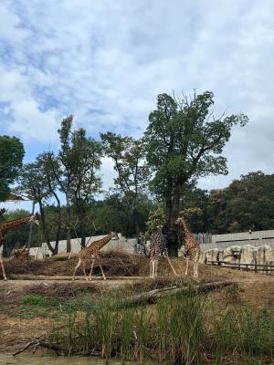 红山森林动物园